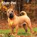 2025 Shar Pei Wall Calendar (Online Exclusive) by  BrownTrout Publishers Inc from Calendar Club