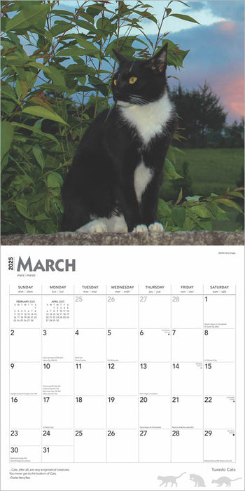 2025 Tuxedo Cats Wall Calendar by  BrownTrout Publishers Inc from Calendar Club