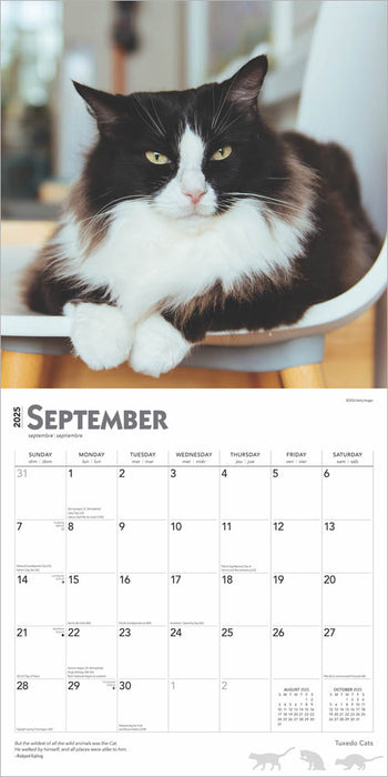 2025 Tuxedo Cats Wall Calendar by  BrownTrout Publishers Inc from Calendar Club