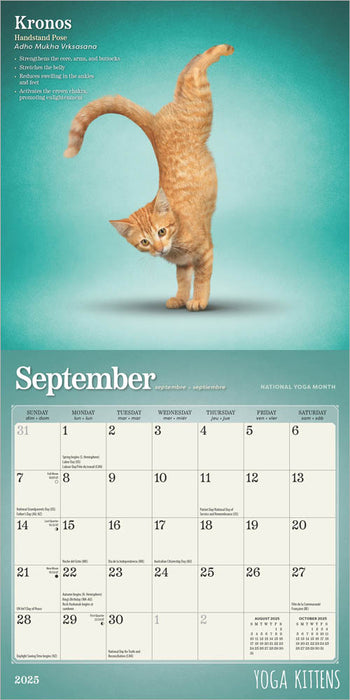 2025 Yoga Kittens Mini Wall Calendar by  BrownTrout Publishers Inc from Calendar Club