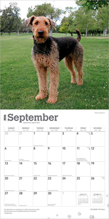 Airedale Terriers 2026 Square Wall Calendar