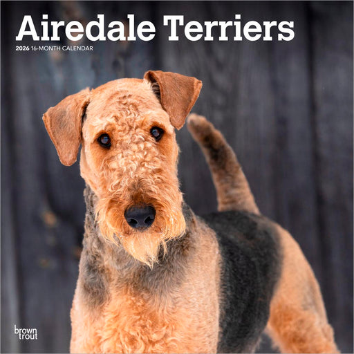 Airedale Terriers 2026 Square Wall Calendar