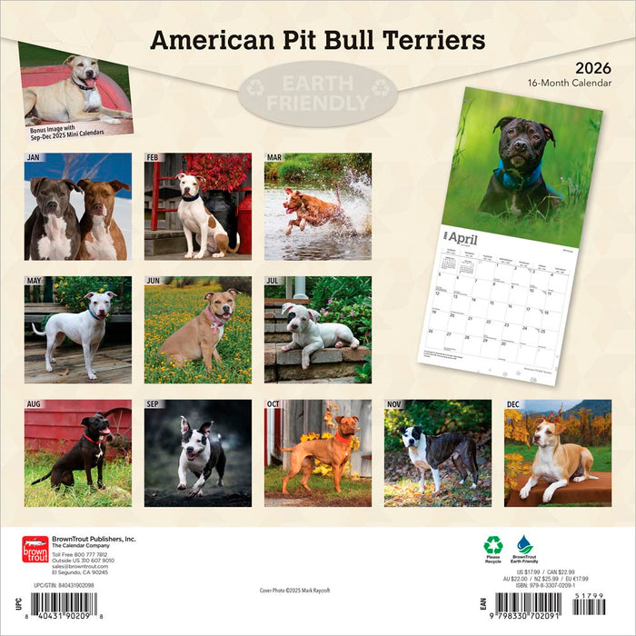 American Pit Bull Terriers 2026 Square Wall Calendar