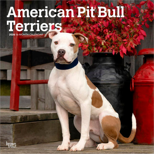 American Pit Bull Terriers 2026 Square Wall Calendar