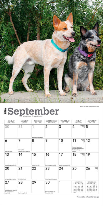 Australian Cattle Dogs 2026 Mini Wall Calendar
