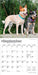 Australian Cattle Dogs 2026 Mini Wall Calendar
