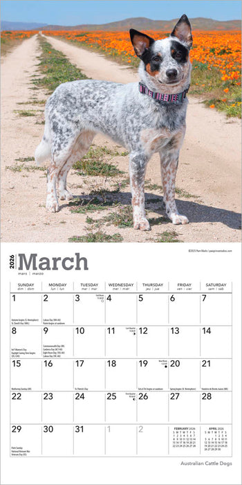 Australian Cattle Dogs 2026 Mini Wall Calendar