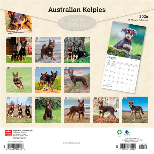 Australian Kelpies 2026 Square Wall Calendar