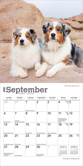 Australian Shepherds 2026 Mini Wall Calendar