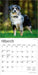 Australian Shepherds 2026 Mini Wall Calendar