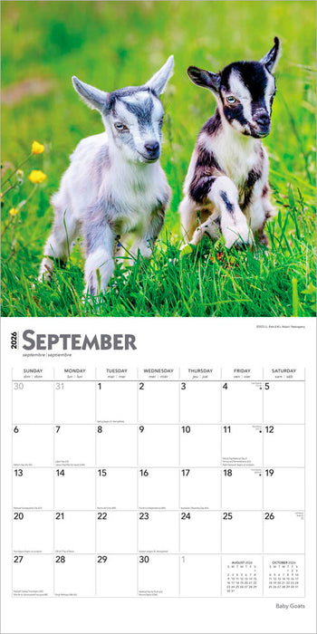 Baby Goats 2026 Square Wall Calendar