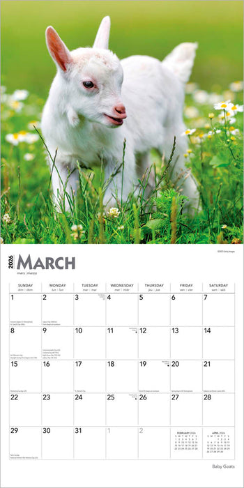 Baby Goats 2026 Square Wall Calendar