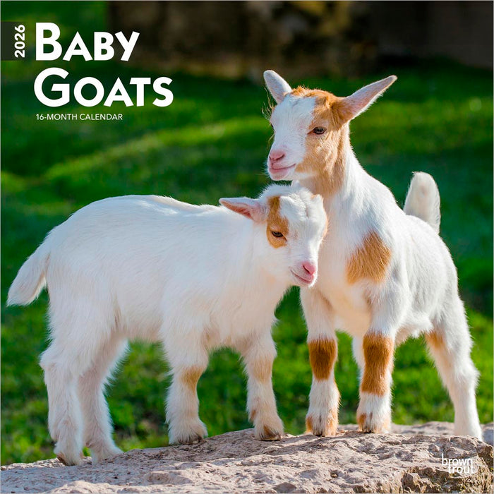 Baby Goats 2026 Square Wall Calendar