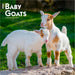 Baby Goats 2026 Square Wall Calendar