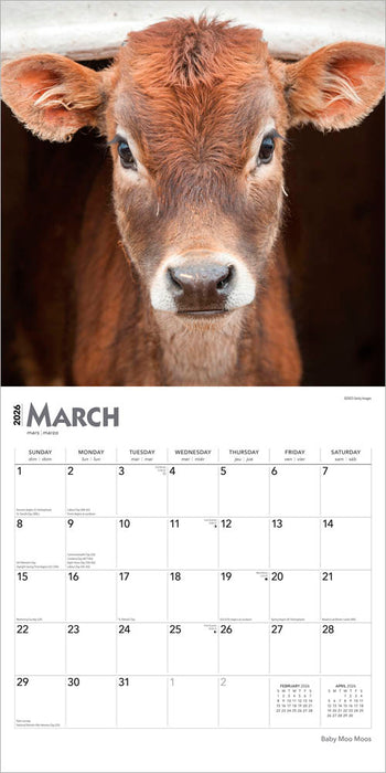 Baby Moo Moos 2026 Square Wall Calendar