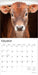 Baby Moo Moos 2026 Square Wall Calendar