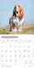 Basset Hounds 2026 Square Wall Calendar (Online Exclusive)