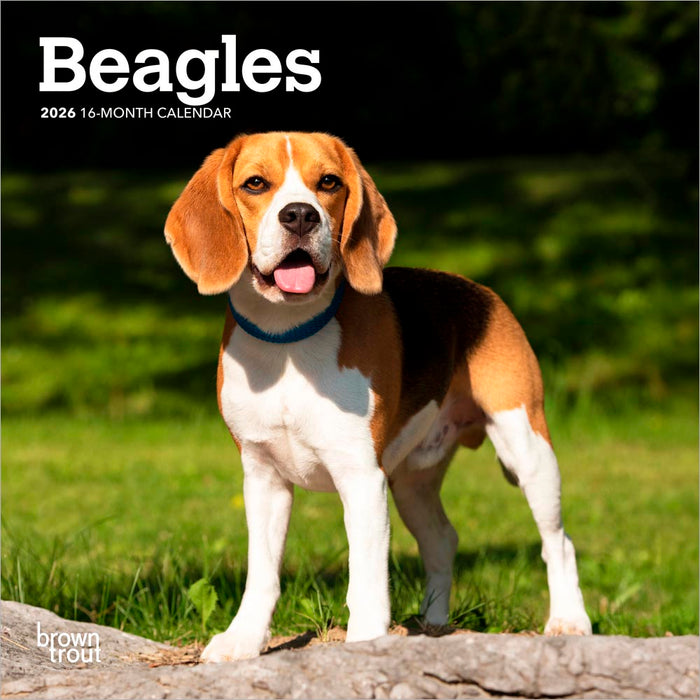 Beagles 2026 Mini Wall Calendar