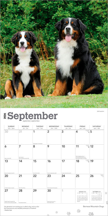 Bernese Mountain Dogs 2026 Square Wall Calendar