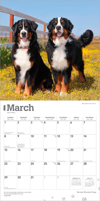 Bernese Mountain Dogs 2026 Square Wall Calendar