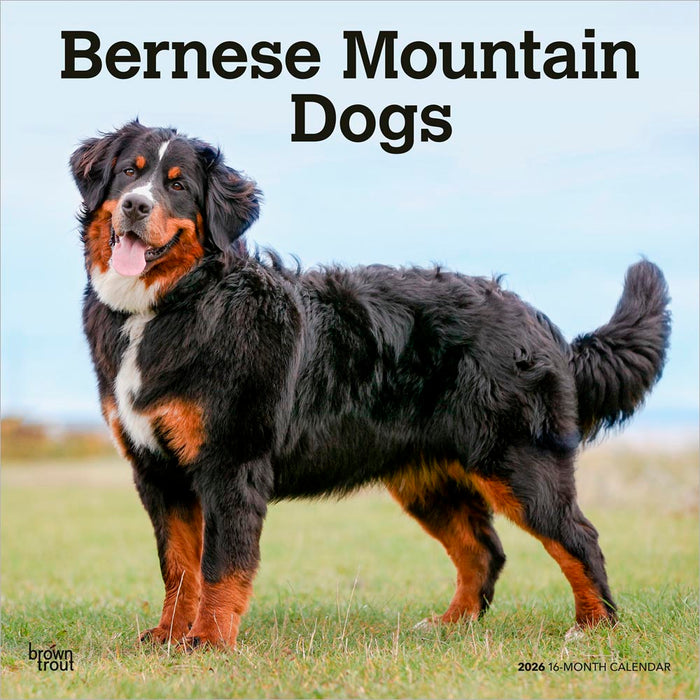 Bernese Mountain Dogs 2026 Square Wall Calendar