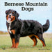 Bernese Mountain Dogs 2026 Square Wall Calendar