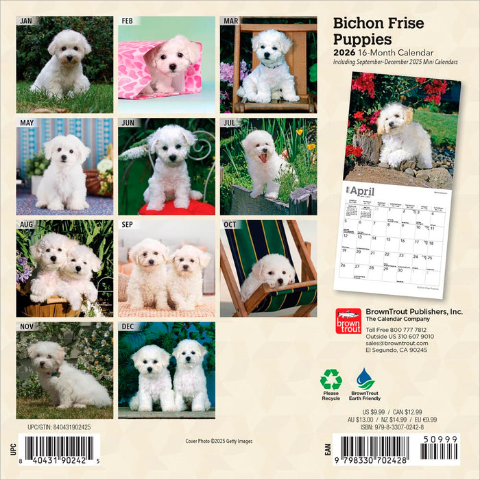 Bichon Frise Puppies 2026 Mini Wall Calendar