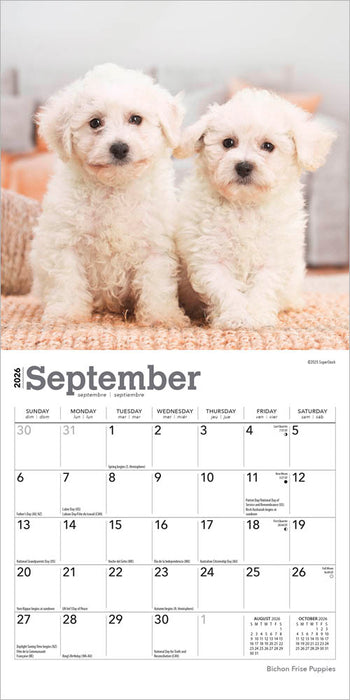 Bichon Frise Puppies 2026 Mini Wall Calendar