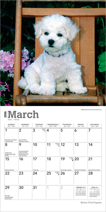 Bichon Frise Puppies 2026 Mini Wall Calendar