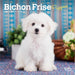 Bichon Frise Puppies 2026 Mini Wall Calendar
