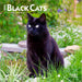 Black Cats 2026 Mini Wall Calendar