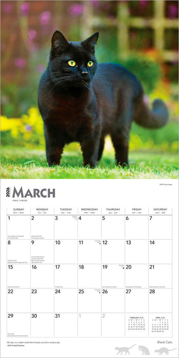 Black Cats 2026 Square Wall Calendar