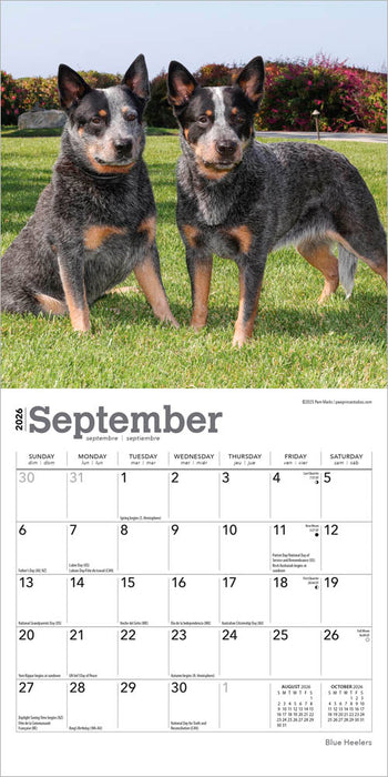 Blue Heelers 2026 Mini Wall Calendar