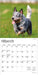 Blue Heelers 2026 Mini Wall Calendar