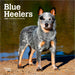 Blue Heelers 2026 Mini Wall Calendar