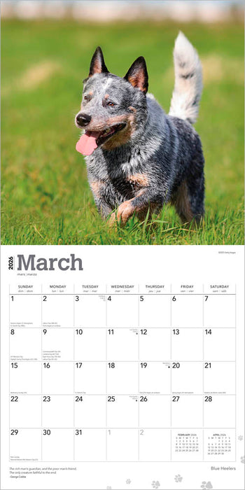 Blue Heelers 2026 Square Wall Calendar