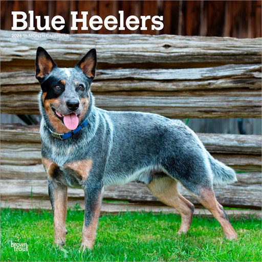 Blue Heelers 2026 Square Wall Calendar
