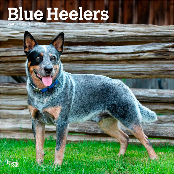Blue Heelers 2026 Square Wall Calendar