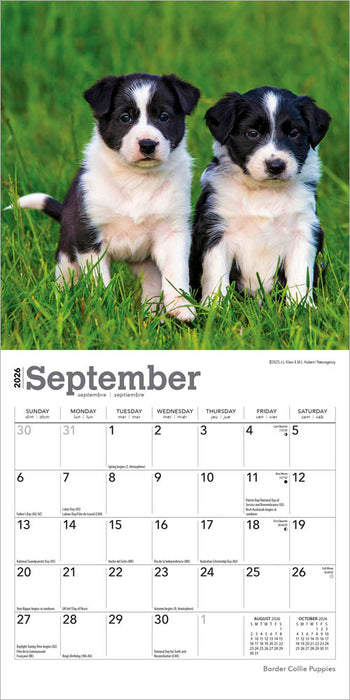 Border Collie Puppies 2026 Mini Wall Calendar