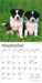 Border Collie Puppies 2026 Mini Wall Calendar