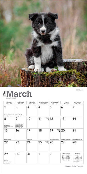 Border Collie Puppies 2026 Mini Wall Calendar