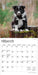 Border Collie Puppies 2026 Mini Wall Calendar