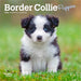 Border Collie Puppies 2026 Mini Wall Calendar