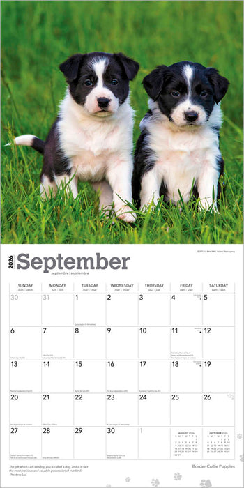 Border Collie Puppies 2026 Square Wall Calendar