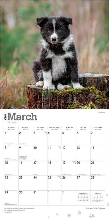 Border Collie Puppies 2026 Square Wall Calendar