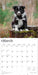 Border Collie Puppies 2026 Square Wall Calendar