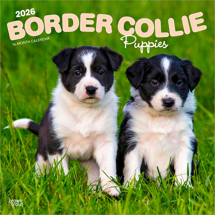Border Collie Puppies 2026 Square Wall Calendar