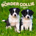 Border Collie Puppies 2026 Square Wall Calendar