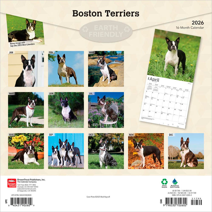 Boston Terriers 2026 Square Wall Calendar