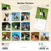 Boston Terriers 2026 Square Wall Calendar
